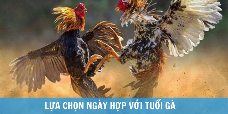 coi ngày đá gà 12 con giáp